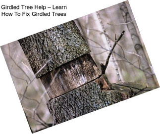 Girdled Tree Help – Learn How To Fix Girdled Trees