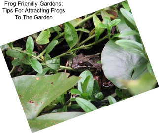 Frog Friendly Gardens: Tips For Attracting Frogs To The Garden