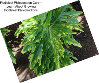 Fiddleleaf Philodendron Care – Learn About Growing Fiddleleaf Philodendrons