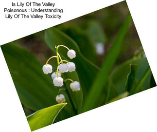 Lily Of The Valley Control - How To Kill Lily Of The Valley
