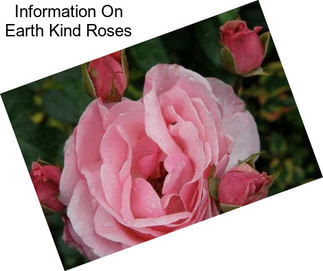 Information On Earth Kind Roses