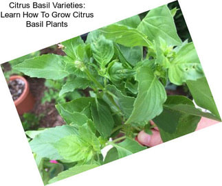 Citrus Basil Varieties: Learn How To Grow Citrus Basil Plants