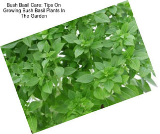 Bush Basil Care: Tips On Growing Bush Basil Plants In The Garden