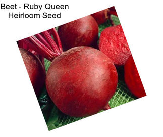 Beet - Ruby Queen Heirloom Seed