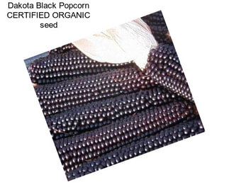 Dakota Black Popcorn CERTIFIED ORGANIC seed