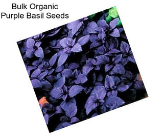 Bulk Organic Purple Basil Seeds