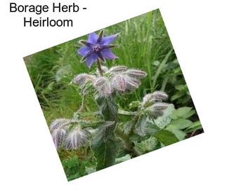 Borage Herb - Heirloom