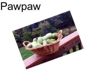 Pawpaw