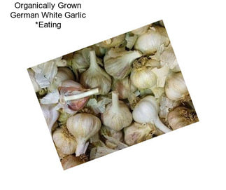 Organically Grown German White Garlic *Eating