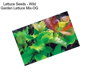 Lettuce Seeds - Wild Garden Lettuce Mix-OG