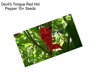 Devil\'s Tongue Red Hot Pepper 10+ Seeds