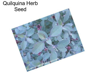 Quilquina Herb Seed