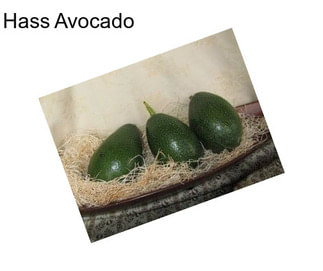 Hass Avocado