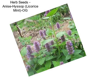 Herb Seeds - Anise-Hyssop (Licorice Mint)-OG