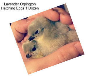 Lavender Orpington Hatching Eggs 1 Dozen