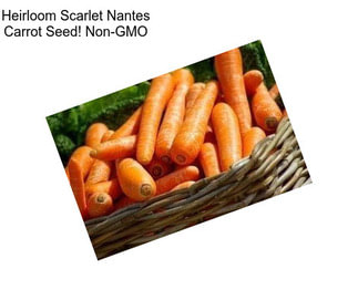 Heirloom Scarlet Nantes Carrot Seed! Non-GMO