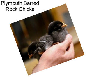 Plymouth Barred Rock Chicks