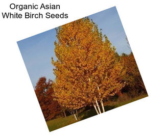 Organic Asian White Birch Seeds