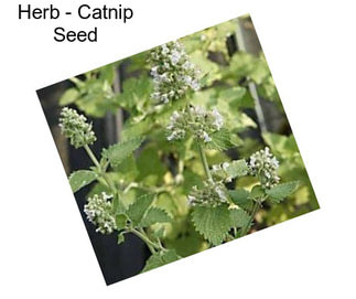 Herb - Catnip Seed