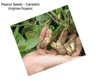 Peanut Seeds - Carwile\'s Virginia-Organic