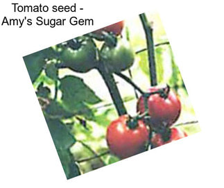 Tomato seed - Amy\'s Sugar Gem