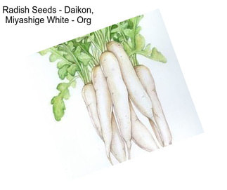 Radish Seeds - Daikon, Miyashige White - Org