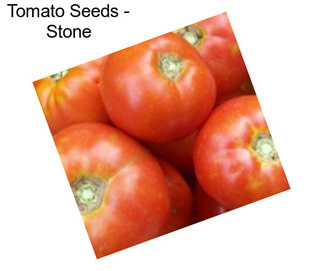 Tomato Seeds - Stone