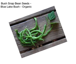 Bush Snap Bean Seeds - Blue Lake Bush - Organic