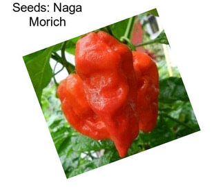 Seeds: Naga Morich