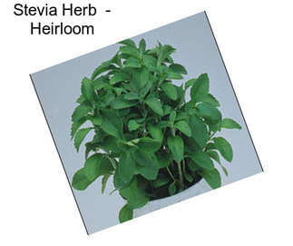 Stevia Herb  - Heirloom