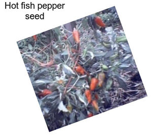 Hot fish pepper seed