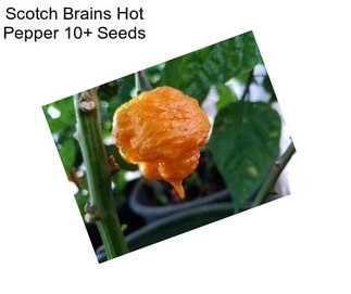 Scotch Brains Hot Pepper 10+ Seeds