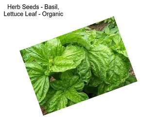 Herb Seeds - Basil, Lettuce Leaf - Organic