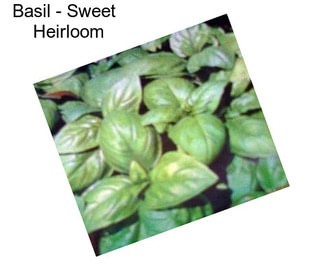 Basil - Sweet   Heirloom