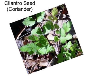 Cilantro Seed (Coriander)