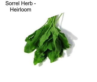 Sorrel Herb - Heirloom