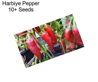 Harbiye Pepper 10+ Seeds