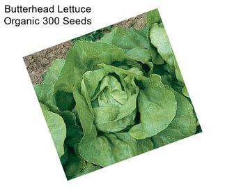 Butterhead Lettuce Organic 300 Seeds