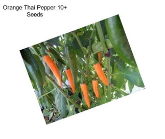 Orange Thai Pepper 10+ Seeds