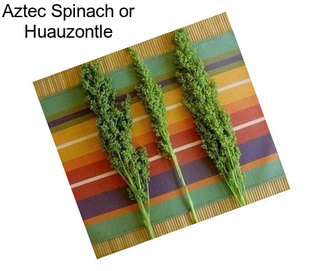 Aztec Spinach or Huauzontle
