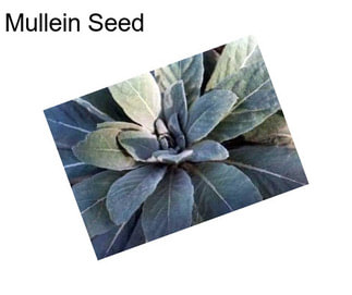 Mullein Seed