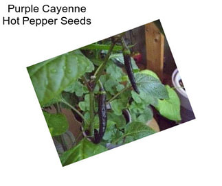 Purple Cayenne Hot Pepper Seeds