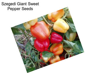 Szegedi Giant Sweet Pepper Seeds