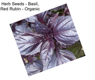 Herb Seeds - Basil, Red Rubin - Organic