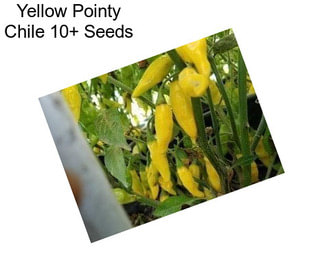 Yellow Pointy Chile 10+ Seeds