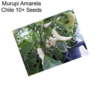 Murupi Amarela Chile 10+ Seeds