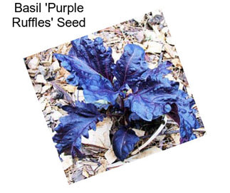 Basil \'Purple Ruffles\' Seed