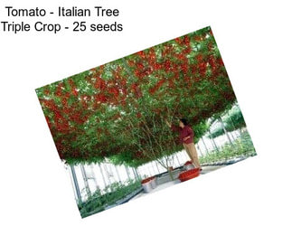 Tomato - Italian Tree Triple Crop - 25 seeds