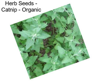 Herb Seeds - Catnip - Organic
