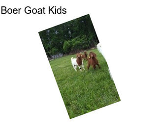 Boer Goat Kids